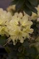 Rhododendron hanceanum Princess Anne Różanecznik